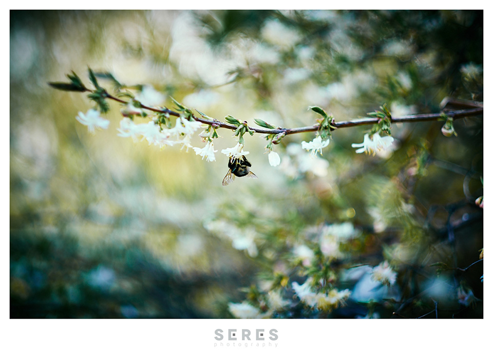 © SERES photography | Seres Zsolt fotós